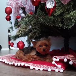Dog's Day Out - My baby girl
