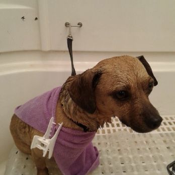 Live Love Pet - Before photo - Pet Groomers Near Me - Honolulu, Hawaii Live Love Pet - Before photo - Pet Groomers Near Me - Honolulu, Hawaii