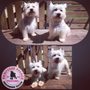 Photo of Pampered Palace Pooches