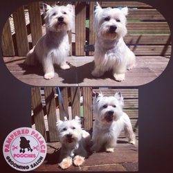Pampered Palace Pooches
