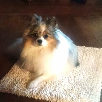 Camp FurBaby - With her own private space, she Felt like she was at home. - Pet Sitting Near Me