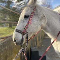 Yankee - A white horse with a pink floral halter and a black noseband is standing outdoors next to a wooden fence. The horse's head is turned slightly to the side, showing its eye and profile. The background includes trees, a blue sky with some clouds, and a wooden fence, indicating a rural or farm setting.