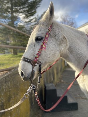 Mountain View Ranch by null