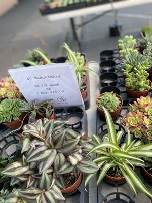 Alemany Farmer's Market by null