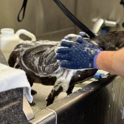 Red's Dog Grooming - And stayed for a massage