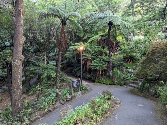 Wellington Botanic Garden by null
