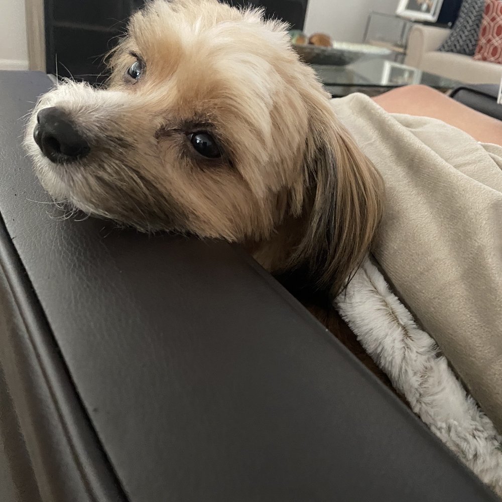 Maisie chilling after her bath and grooming. Maisie chilling after her bath and grooming.