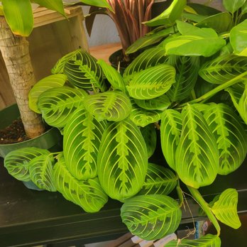 Unique Arrangements - Prayer Plant - Floral Designers Near Me Unique Arrangements - Prayer Plant - Floral Designers Near Me