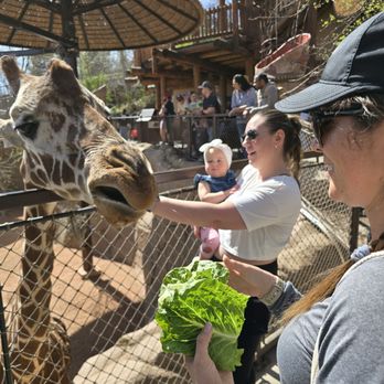 Cheyenne Mountain Zoo - Feeding the super friendly giraffes - Zoos Near Me - Colorado Springs, Colorado Cheyenne Mountain Zoo - Feeding the super friendly giraffes - Zoos Near Me - Colorado Springs, Colorado