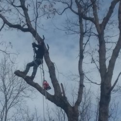 Luttrell's Tree Servive - Climbing rigging over house power lines
