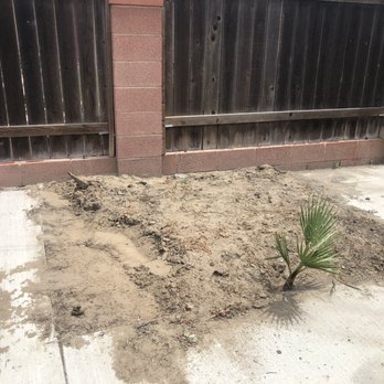 C&A Tree Care - Backyard before...removed all concrete and dirt - Tree Services Near Me - Buena Park, California