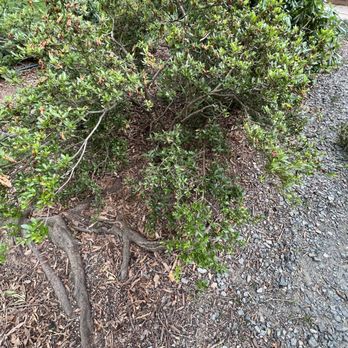 King Green - Damaged azalea. - Lawn Services Near Me - Concord, North Carolina King Green - Damaged azalea. - Lawn Services Near Me - Concord, North Carolina