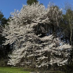 Ashbridge Memorial Park - Cherry Blossom season