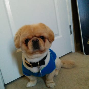 Tails A Go-Go - Cute Pekingese after seeing CoCo. - Pet Groomers Near Me - Albany, California Tails A Go-Go - Cute Pekingese after seeing CoCo. - Pet Groomers Near Me - Albany, California