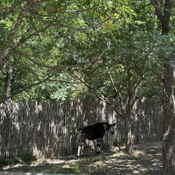 Dallas Zoo - Okapi! - Zoos Near Me - Dallas, Texas