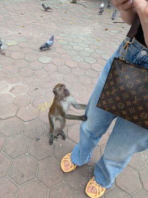 Batu Caves by null