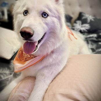 Bone Sweet Bone - Happy pup after his bath and haircut yesterday! - Pet Groomers Near Me - Studio City, California