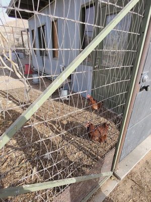 Ardovino's Desert Crossing by null