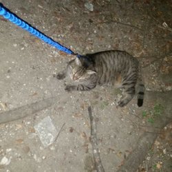 Radio Systems - Harley the fastest cat in the world