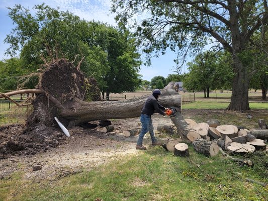 Tree Removal - Whatever the reason may be, there will be a time when you need a tree removed. And that’s when you should call the professionals at Wood Work Tree Service in Irving, TX. The process is pretty simple. The first thing we’ll do is set up a free estimate. This is when we’ll come out to your location and assess the situation, any damage, and let you know roughly what our services would entail. From there, our team will get right to work. And before you know it, the tree will be out of your life.