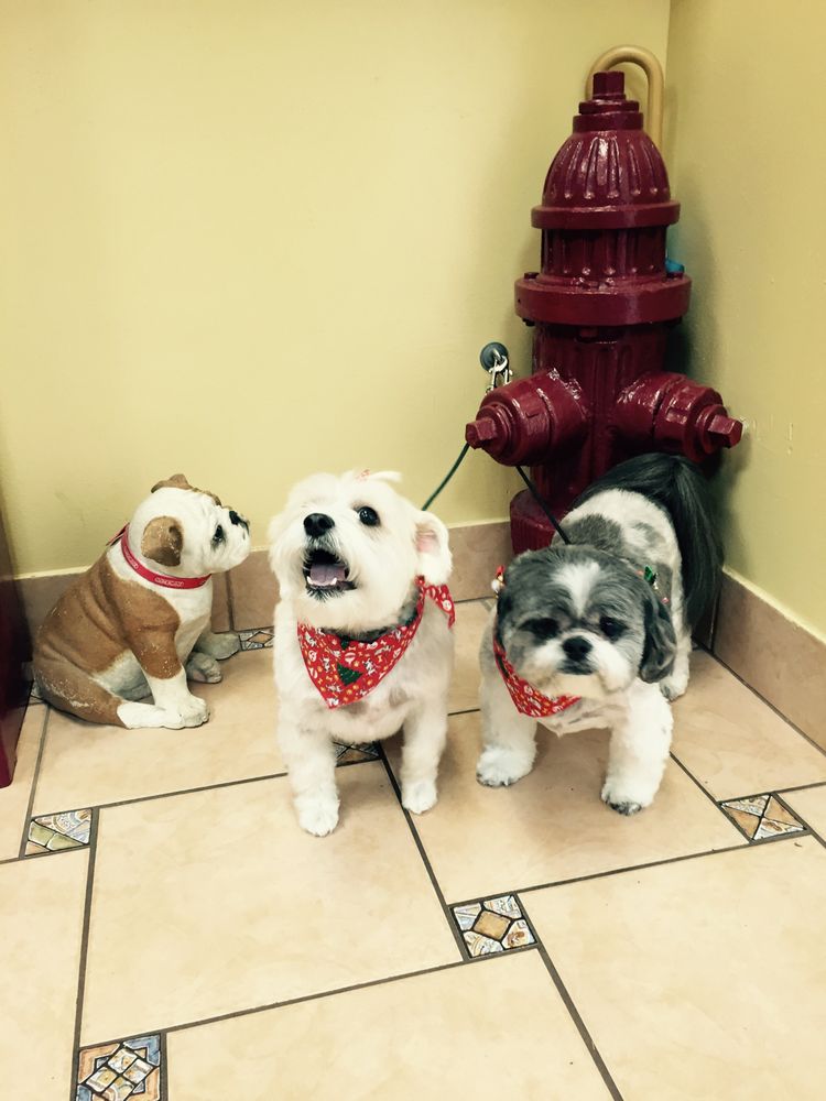 DIANE’S PET STYLING 69 Photos Inverness, Florida Pet Groomers Phone Number Yelp