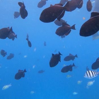Pure Aloha Adventures - school of fish on  our snorkeling tour. - Tours Near Me - Honolulu, Hawaii