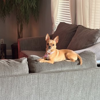 Pooch Savers - Pet Adoption Near Me - Plano, Texas