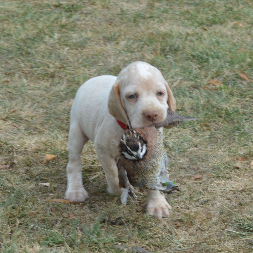 EUREKA VETERINARY CLINIC Updated August 2024 1415 W 5th St, Eureka