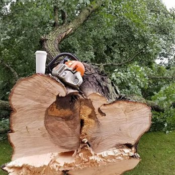 D Reese Tree Service - No tree to big. - Tree Services Near Me D Reese Tree Service - No tree to big. - Tree Services Near Me