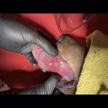 Veterinary Emergency Group - Emergency Pet Hospital Near Me - Denver, Colorado Veterinary Emergency Group - Emergency Pet Hospital Near Me - Denver, Colorado