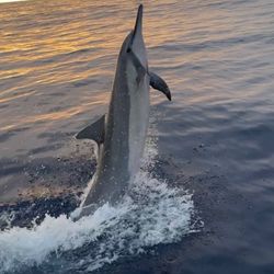 Aloha Kona Tours