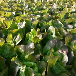 Red Butter Lettuce
