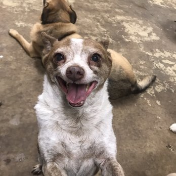 must love dogs boarding