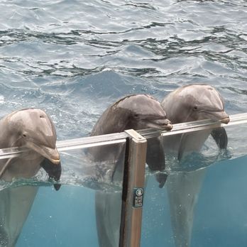 SeaWorld Orlando - Amusement Parks Near Me - Orlando, Florida