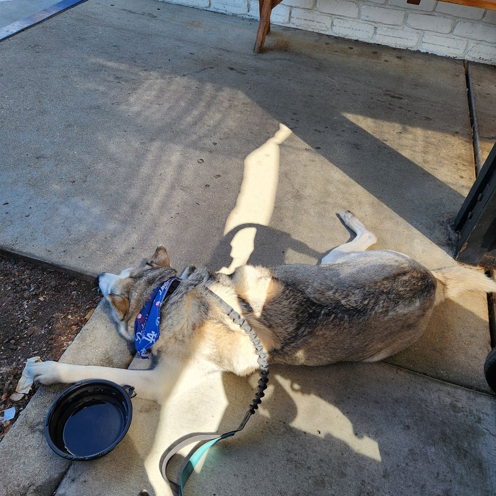 Prime Pizza - large outdoor patio, dog friendly - Pizza Near Me - Altadena, California