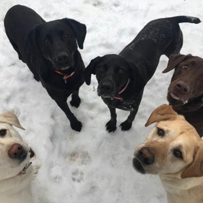 KENNELZ AND BITZ Updated October 2024 4367 Soldier Rd, Moose Lake