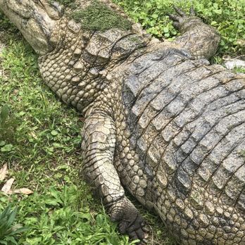 Kliebert & Son's Gator Tours - Tours Near Me - Ponchatoula, Louisiana Kliebert & Son's Gator Tours - Tours Near Me - Ponchatoula, Louisiana
