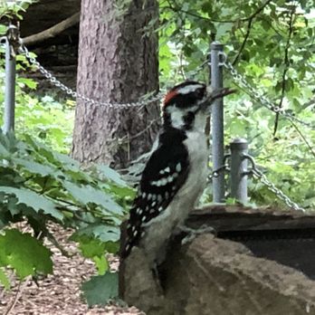 The Riverwood Conservancy - Woodpecker - Parks Near Me - Mississauga, Ontario The Riverwood Conservancy - Woodpecker - Parks Near Me - Mississauga, Ontario