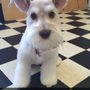 Photo of Scissor Hands Dog Grooming