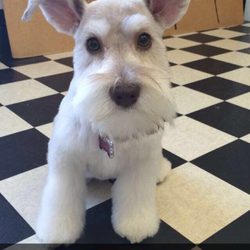 Scissor Hands Dog Grooming - Great job Amanda!