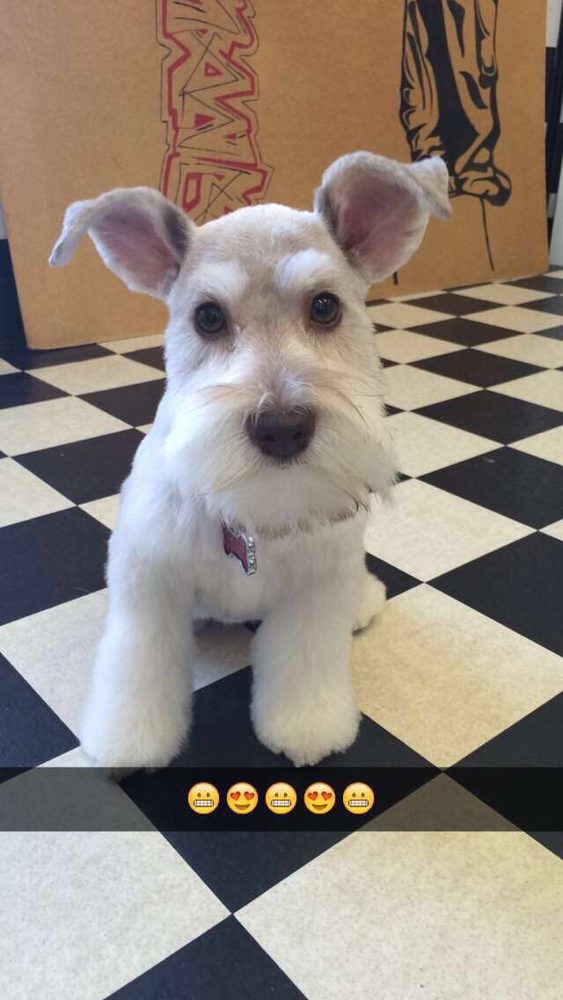 SCISSOR HANDS DOG GROOMING Updated September 2024 Brighton