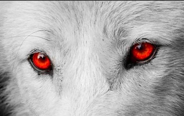 Ghostdog Enterprises