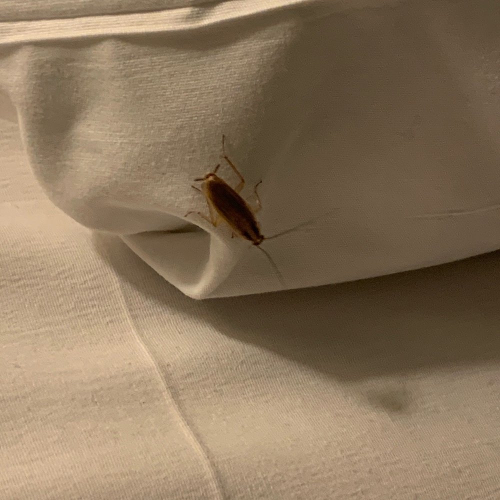 Tropicana Laughlin - A Caesars Rewards Destination - One of the cockroaches that were on my bed !! - Hotels Near Me - Laughlin, Nevada