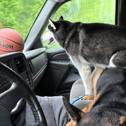 New Inn Kennels - Headed to doggy daycare