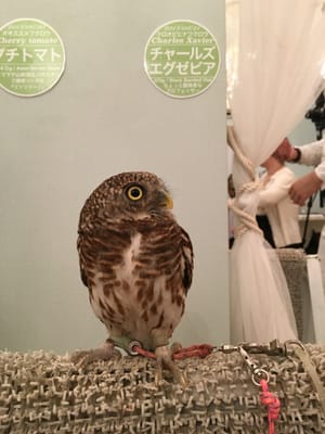 Owl Cafe Tokyo by null