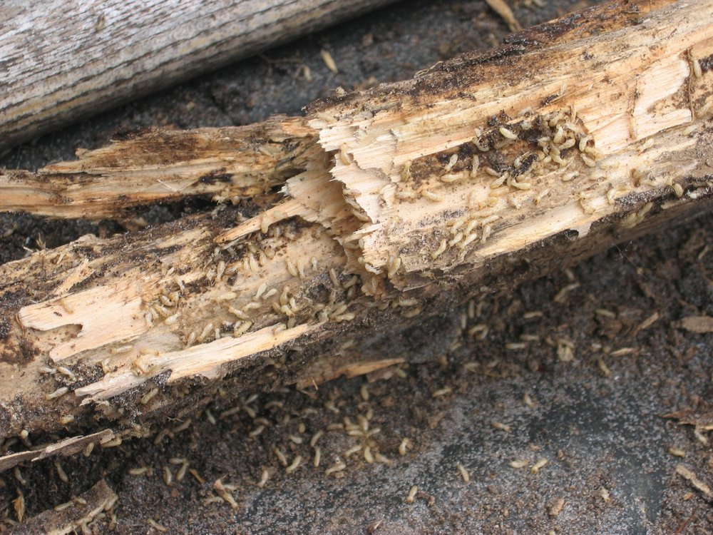 TRIS PEST CONTROL 17 Photos 802 W Waters Ave, Tampa, Florida