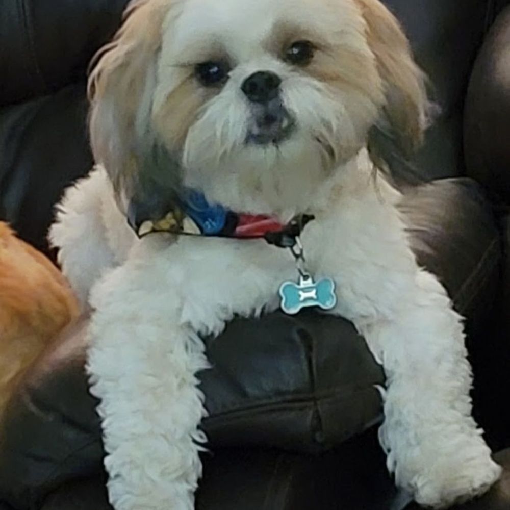 Florida Dog With Style - Leo - Pet Services Near Me - Dade City, Florida Florida Dog With Style - Leo - Pet Services Near Me - Dade City, Florida