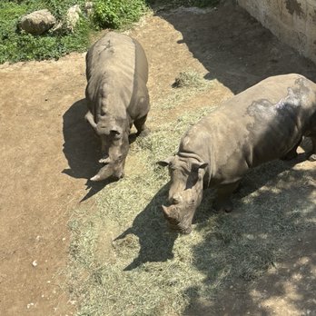 San Antonio Zoo - Zoos Near Me - San Antonio, Texas