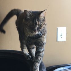 Guerrero Tires - Shop cat
