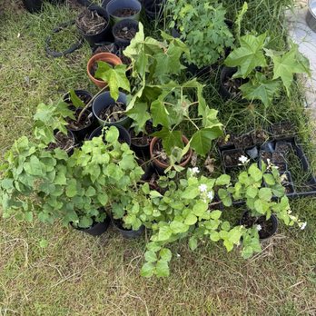 Garden Exchange - Pikake, Pakalana, Kukui Papaya - Nurseries & Gardening Near Me - Hilo, Hawaii